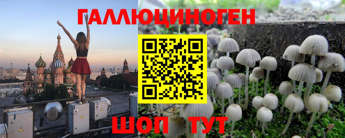 Псилоцибиновые грибы Psilocybe Большой Камень